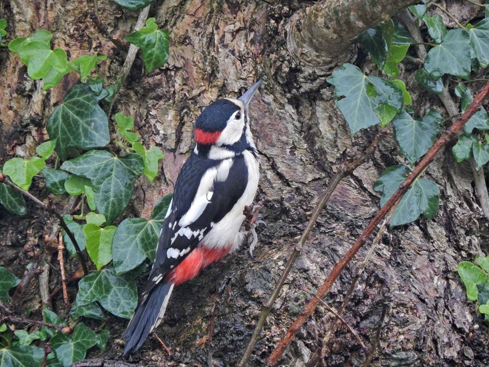 Woodpecker